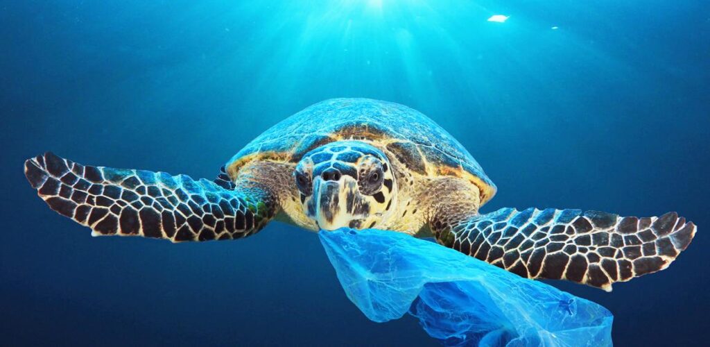 Giornata ecologica, tartaruga con plastica